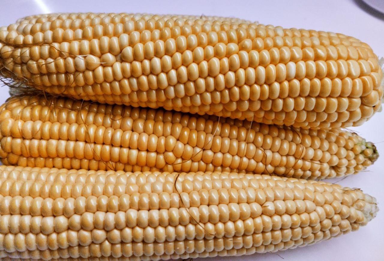 Афганистан готов импортировать из Казахстана до 1 млн тонн кукурузы ежегодно - изображение