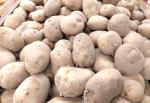 Рост импорта картофеля почти в 4 раза прогнозируют в Казахстане - превью