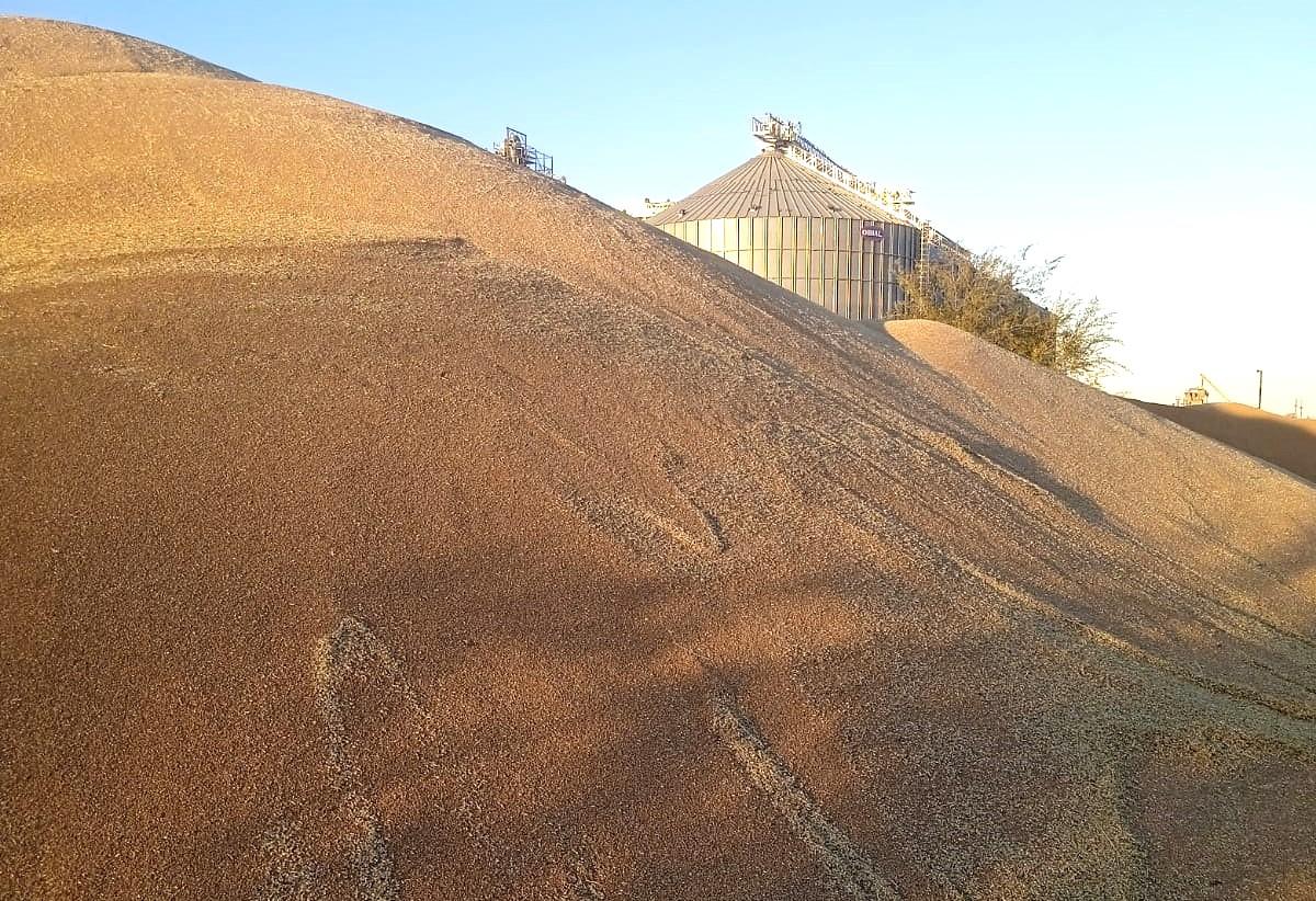 Сразу два завода по переработке сельхозкультур запустят в Костанае в ближайшей перспективе - изображение