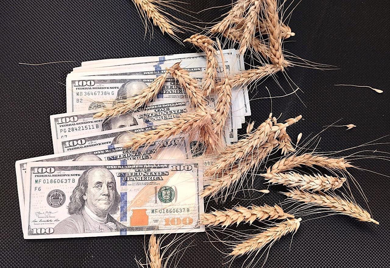 Рост экспортных цен на зерно наблюдается в Казахстане - изображение