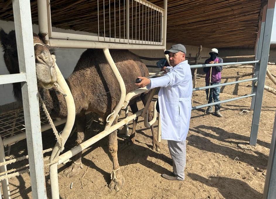 Кадровый дефицит реально угрожает функционированию отрасли АПК. Особое беспокойство вызывает ветеринария  - изображение