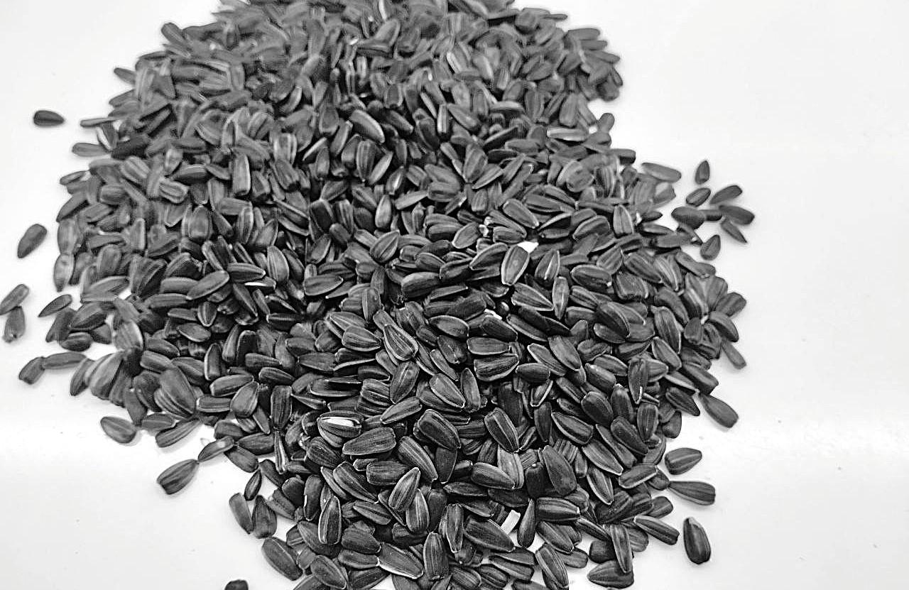 Мировой лидер селекции Lidea презентует свои семена на конференции ТҰҚЫМ-2026 - изображение