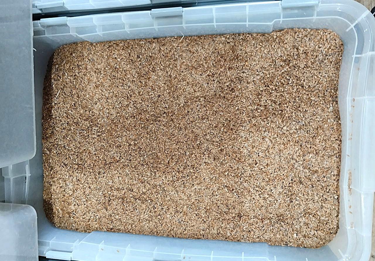 Серьезную конкуренцию с российским льном на рынке Китая прогнозируют в Казахстане в 2025/26 МГ - изображение