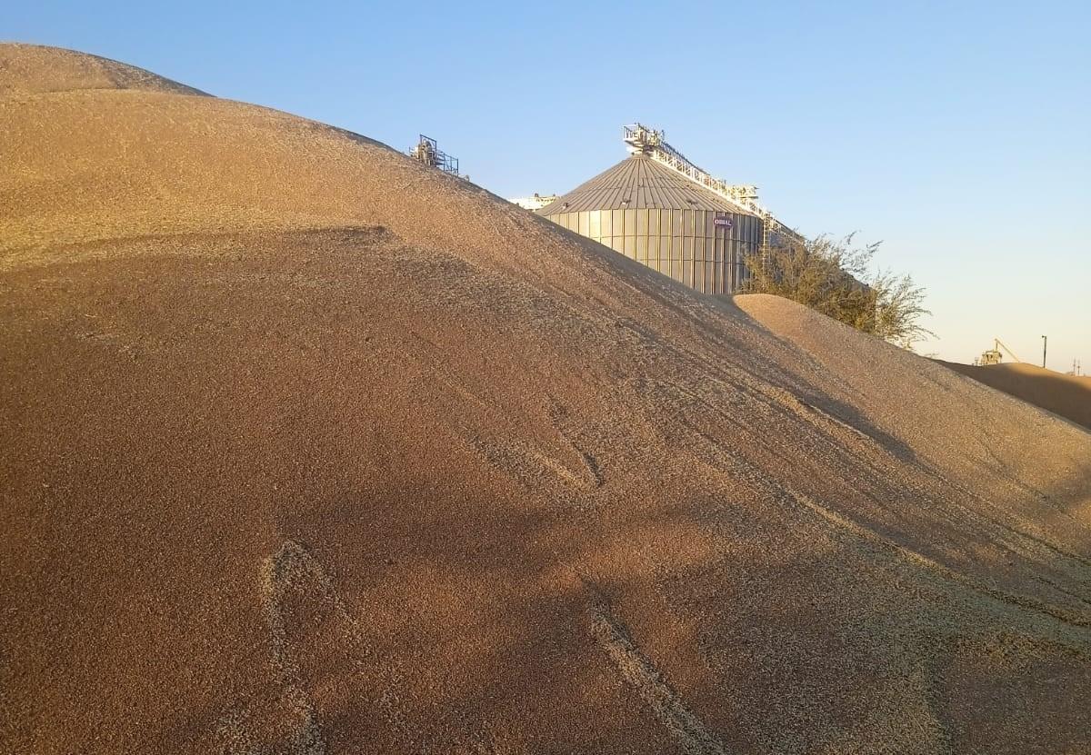 Элеваторы забиты зерном, отгрузки на экспорт слабые - введены повсеместные запреты - изображение