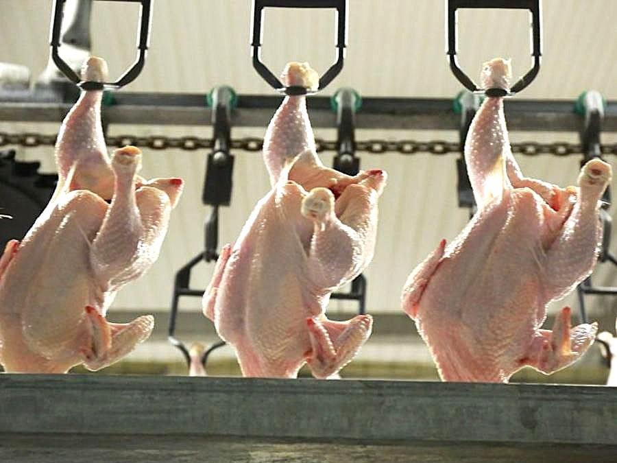 Птицефабрику стоимостью 14 млрд тенге построят в области Жетысу - изображение