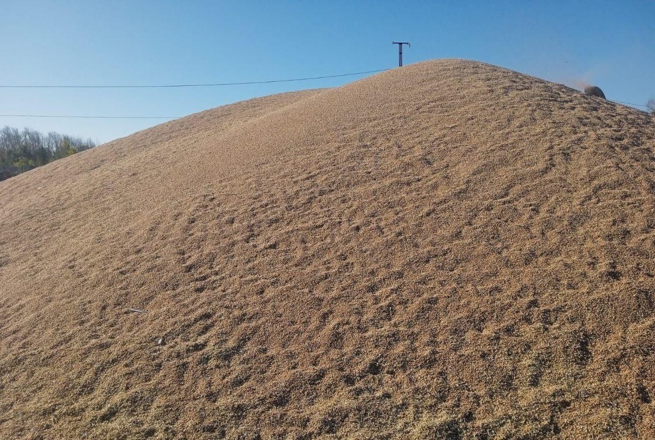 Цены на внутреннем рынке зерна остаются стабильными - изображение