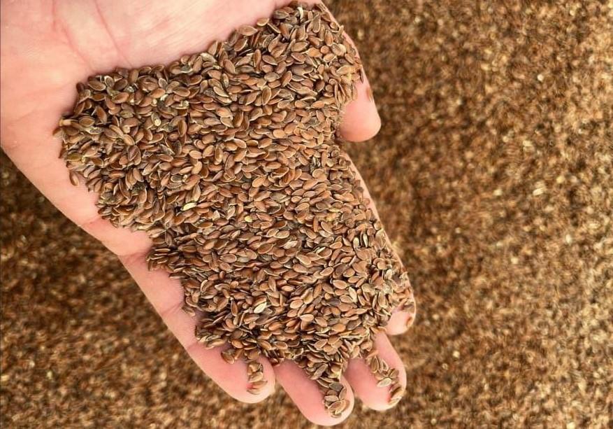 Рабочая цена на лен, которая позволяет пройти на Китай, - 220 тыс. тенге - изображение