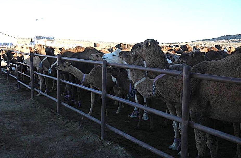 Первый в Казахстане цех автоматизированного доения верблюдов запустили на юге - изображение