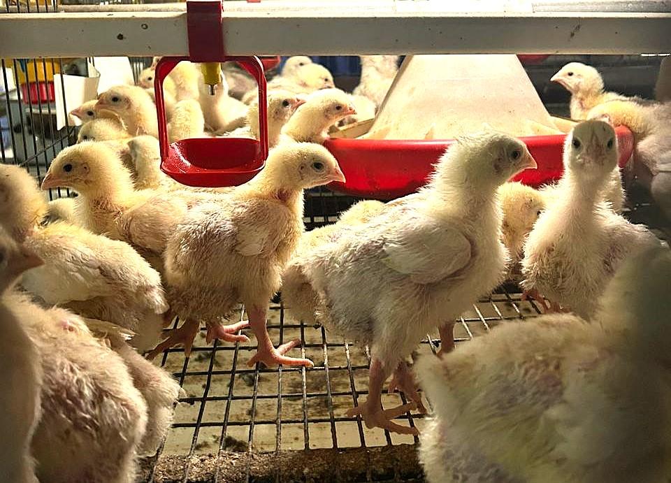 Птицефабрику с комбикормовым производством запустили на юге Казахстана - изображение