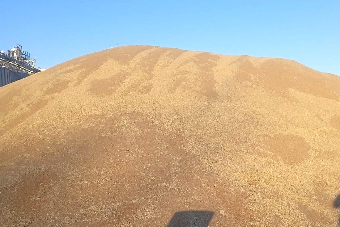 20 млн тонн зерна пшеницы в закромах Казахстана - изображение