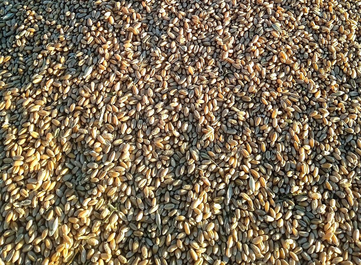 Спрос на ячмень начал восстанавливаться. Цены растут - изображение