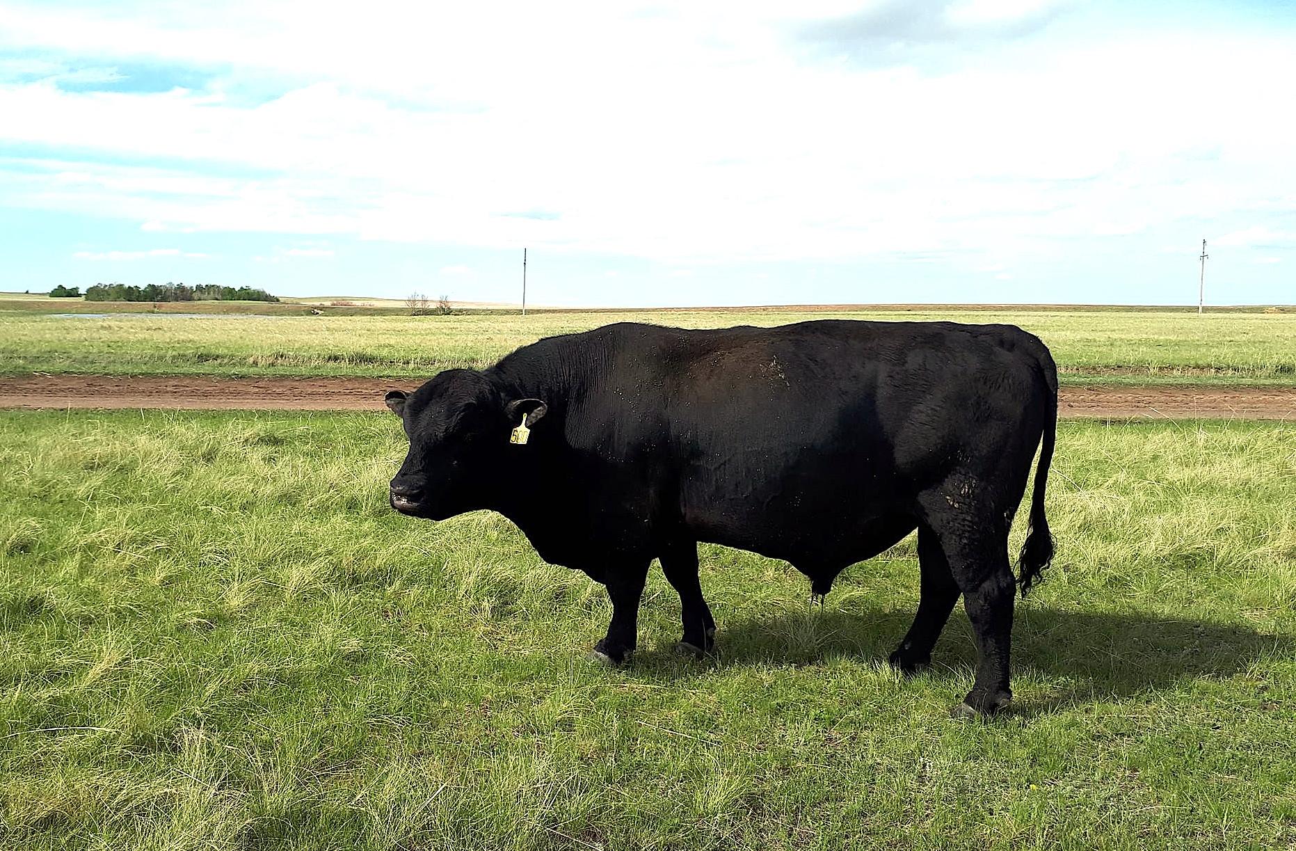 Подделкой и сбытом ветеринарных справок промышляли в Костанайской области - изображение
