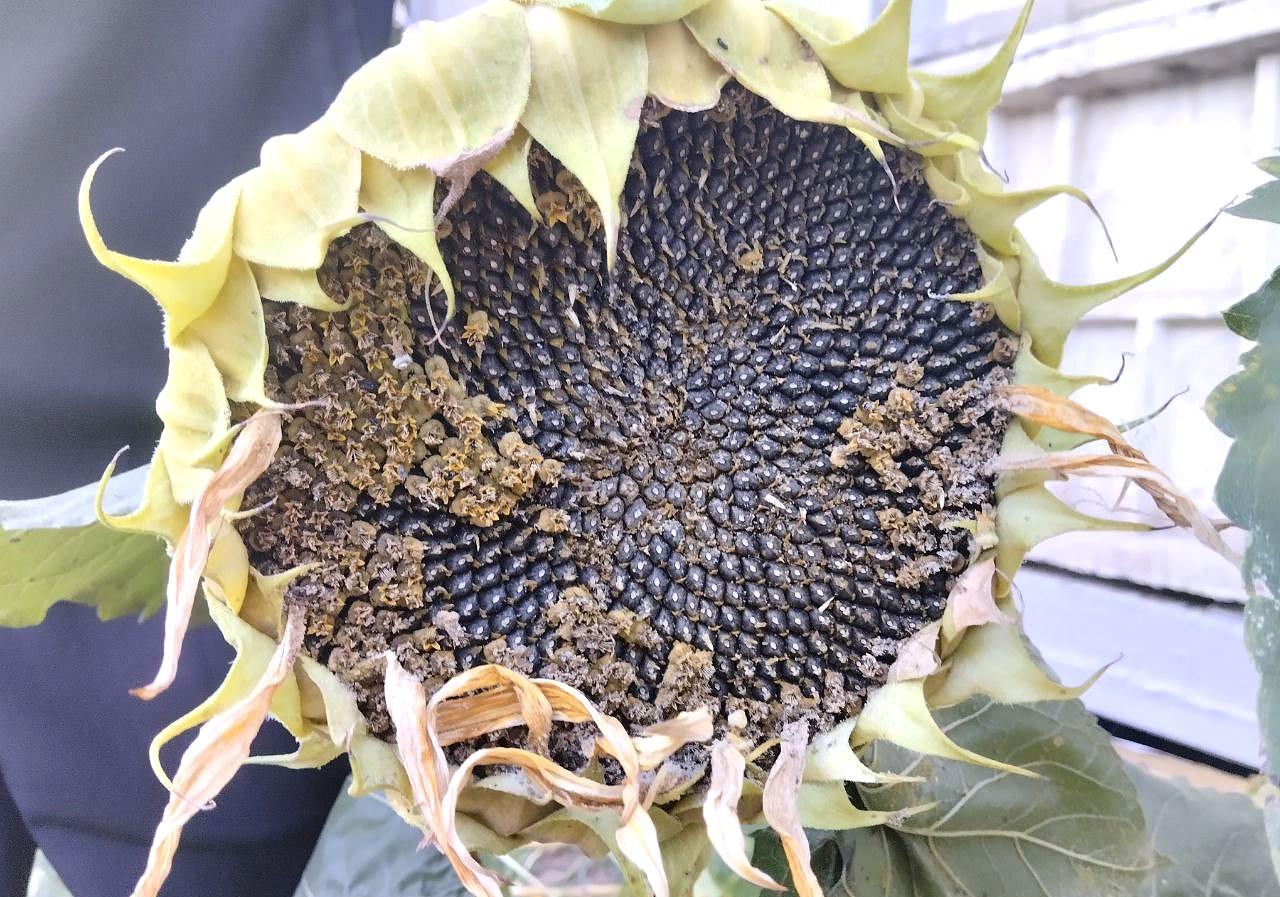 США повысили оценку урожая пшеницы и снизили прогноз по масличным - изображение