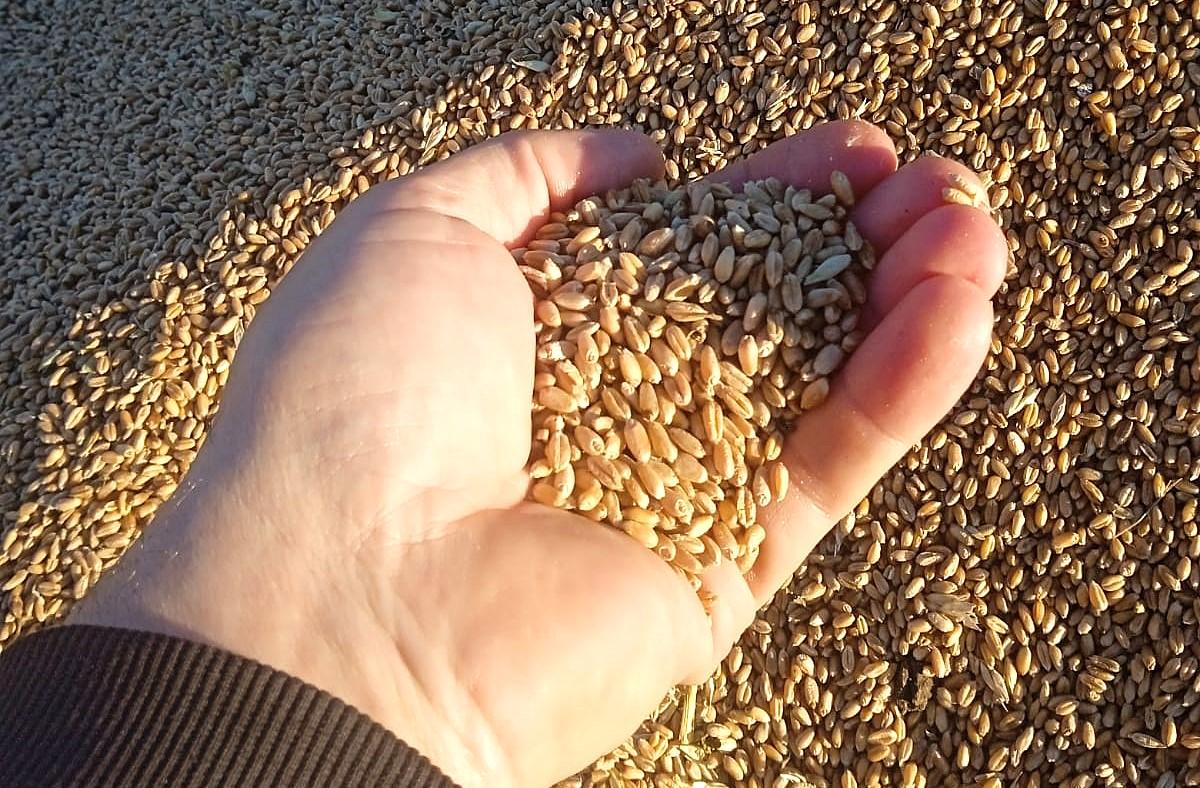 Армения высоко оценила качество казахстанской пшеницы и обсуждает новые поставки - изображение