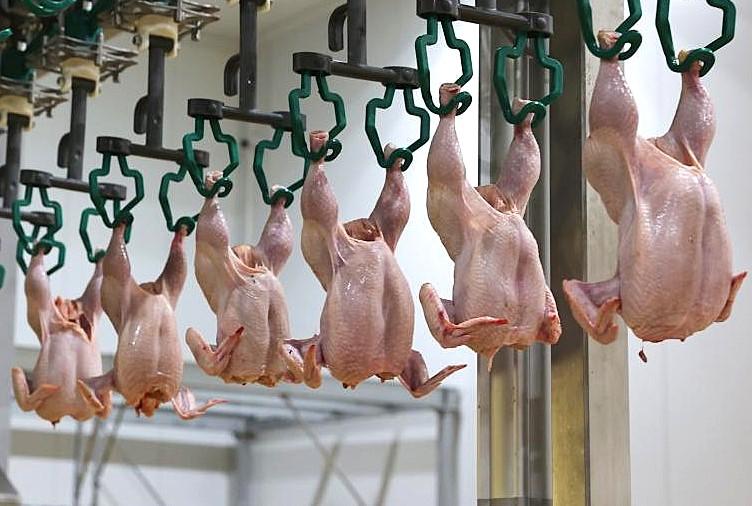 Птицефабрику стоимостью 19,8 млрд тенге ввели на юге Казахстана - изображение