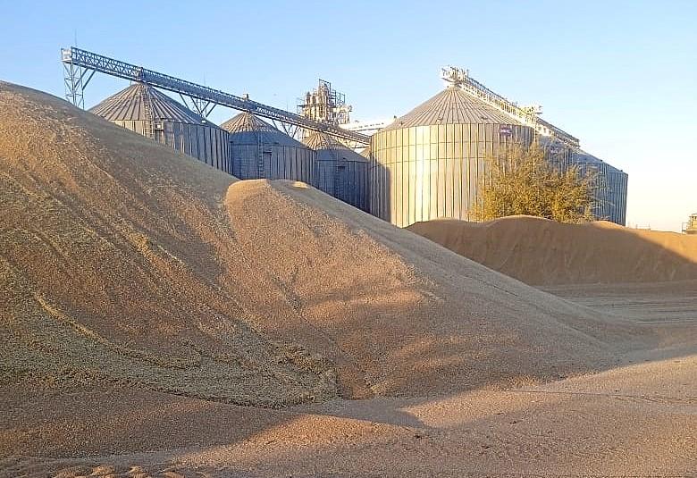 Казахстанское зерно начнут поставлять мировому лидеру по экспорту и переработке в Турции - изображение