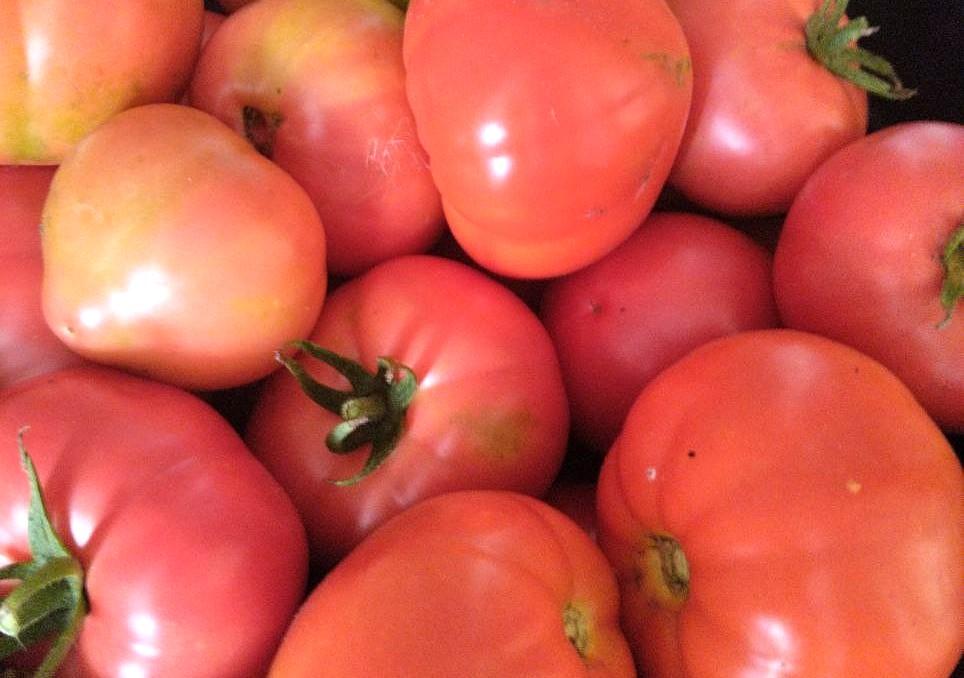 Крупный тепличный комплекс стоимостью $650 млн запускают на юге Казахстана - изображение