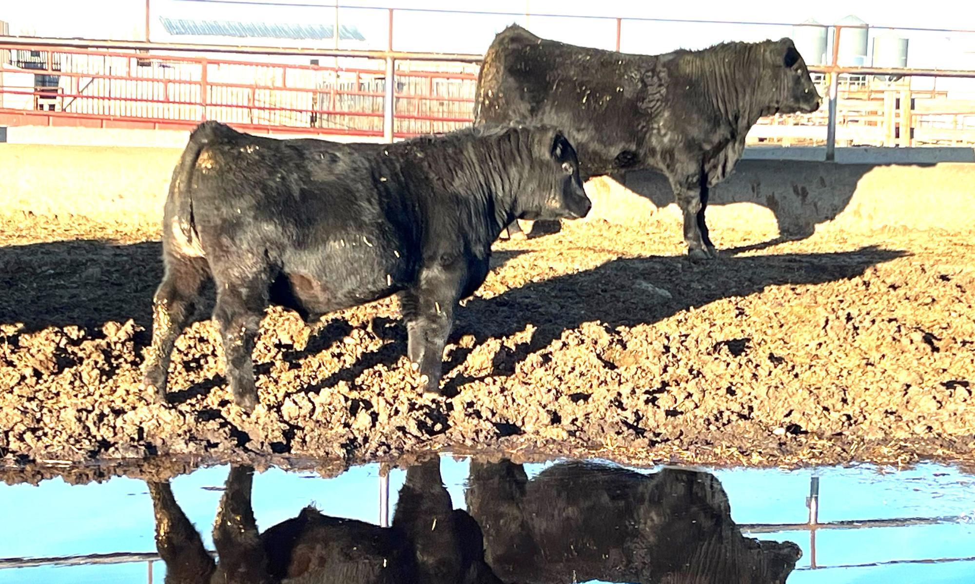 Отсутствие стабилизации эпизоотической ситуации констатируют ветврачи Казахстана - изображение