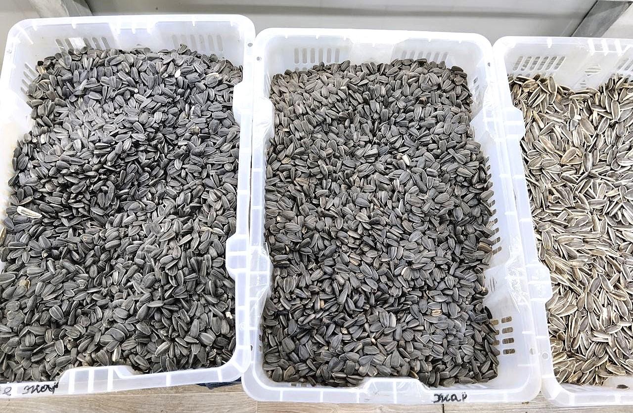 Подсолнечник подорожал, лён и рапс упали в цене - изображение