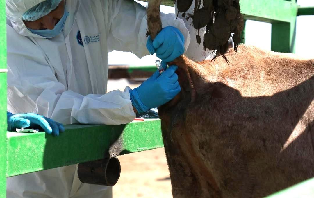 Значительная часть и без того невысокой зарплаты ветеринара уходит на штрафы - изображение