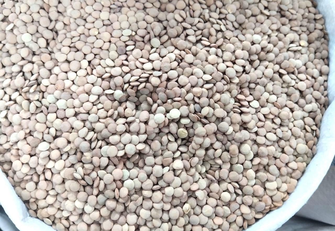 Чечевица торгуется на Китай по $480 - изображение