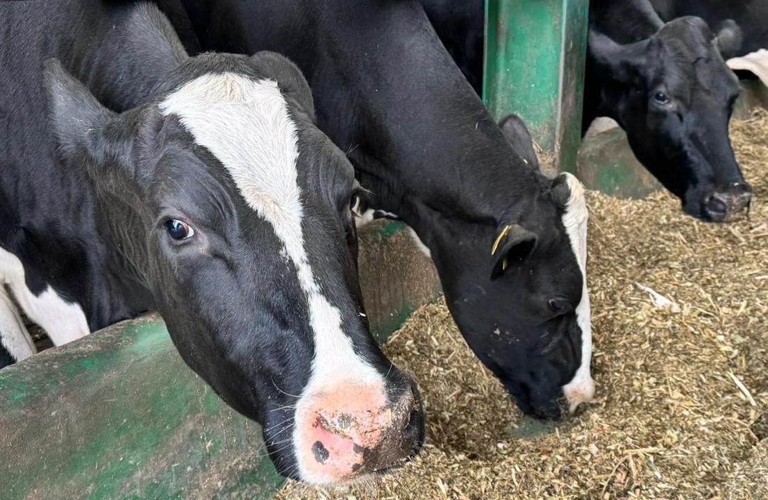Внесены изменения в Правила субсидирования развития племенного животноводства - изображение
