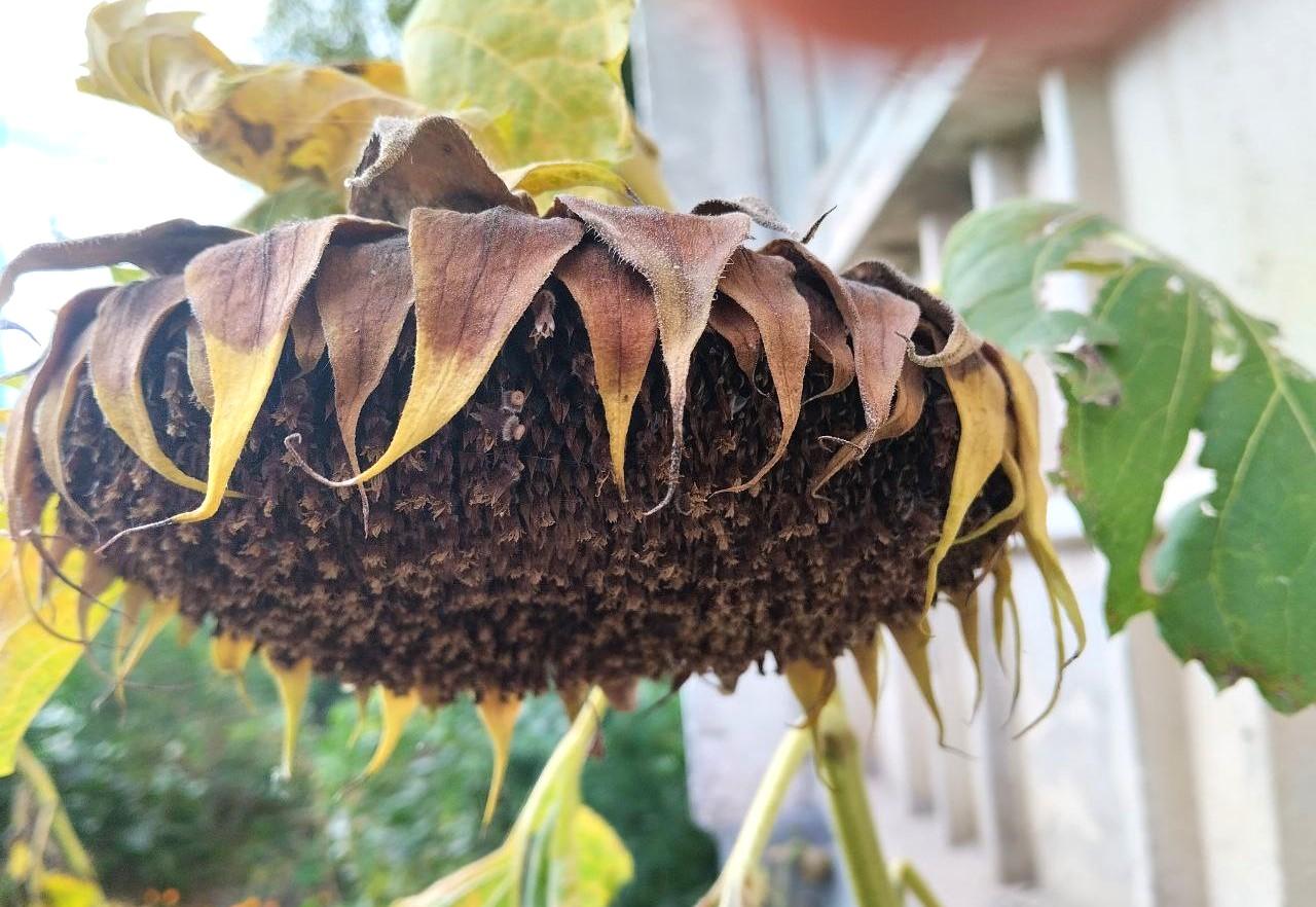 Иран намерен инвестировать в переработку масличных в Казахстане - изображение