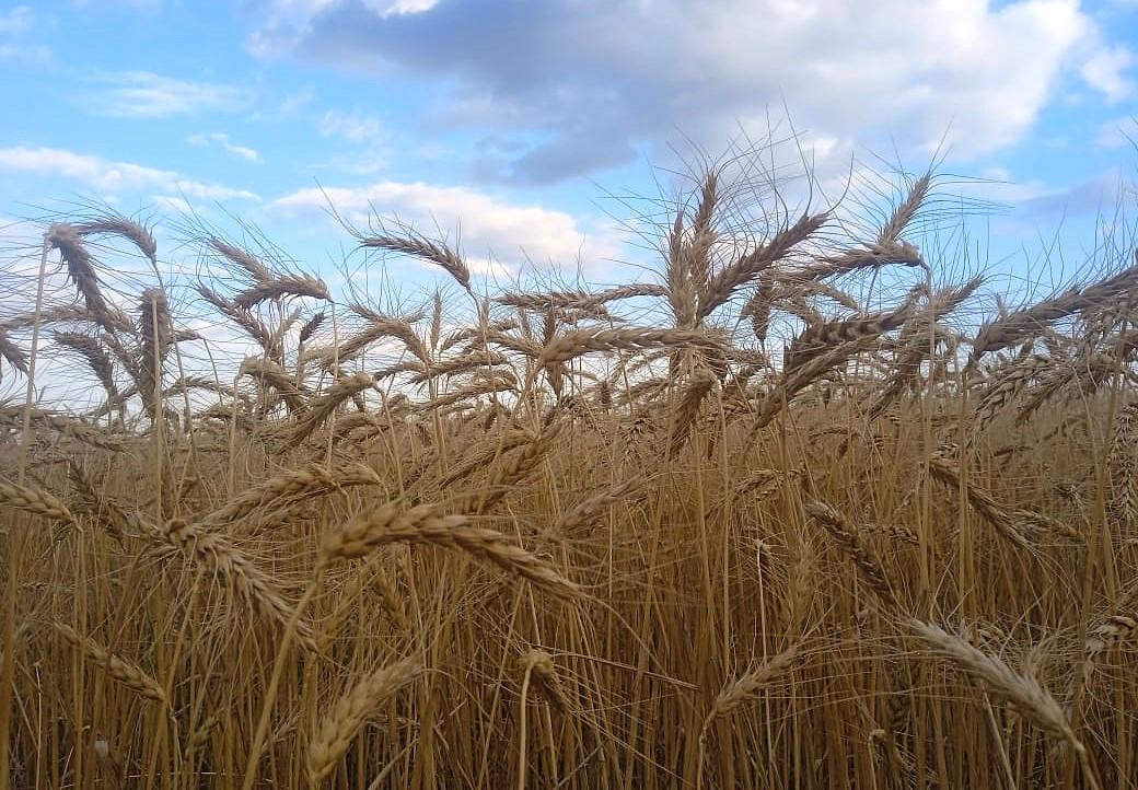 Правительство выделило 7 млрд тенге на субсидирование экспорта зерна - изображение