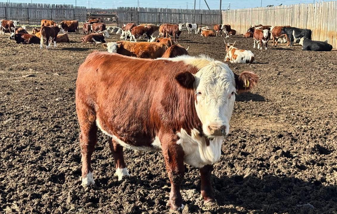 АКК возобновила приём заявок на субсидирование страховых премий в животноводстве - изображение