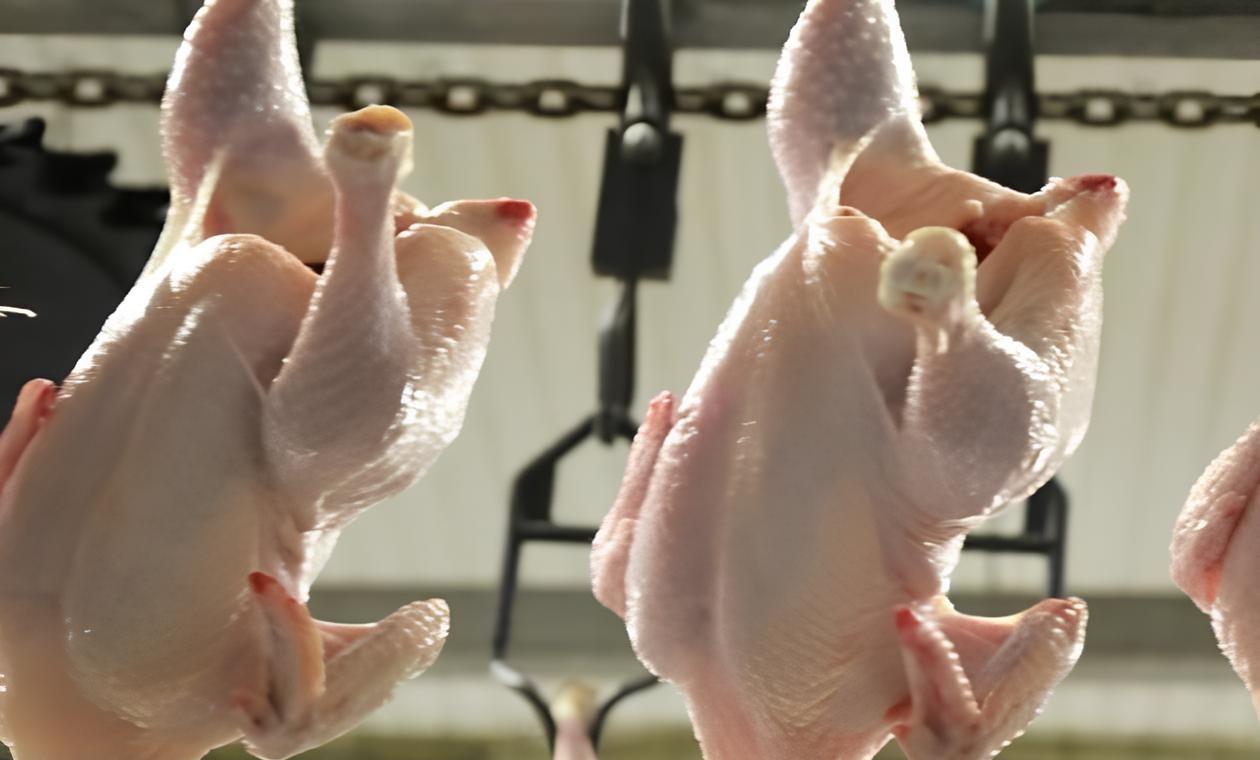 Тонну мяса птицы пытались незаконно ввезти из Киргизии в Казахстан - изображение