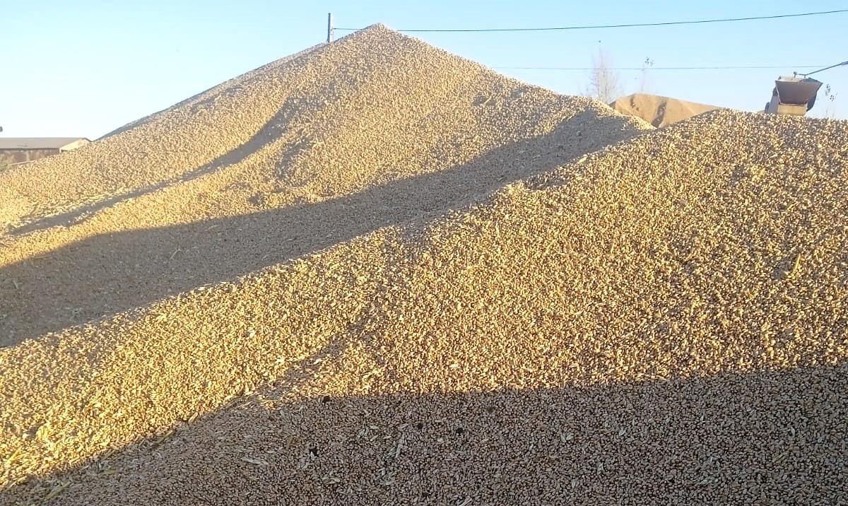 Анализ рынка зерна Казахстана на 1 декабря  - изображение