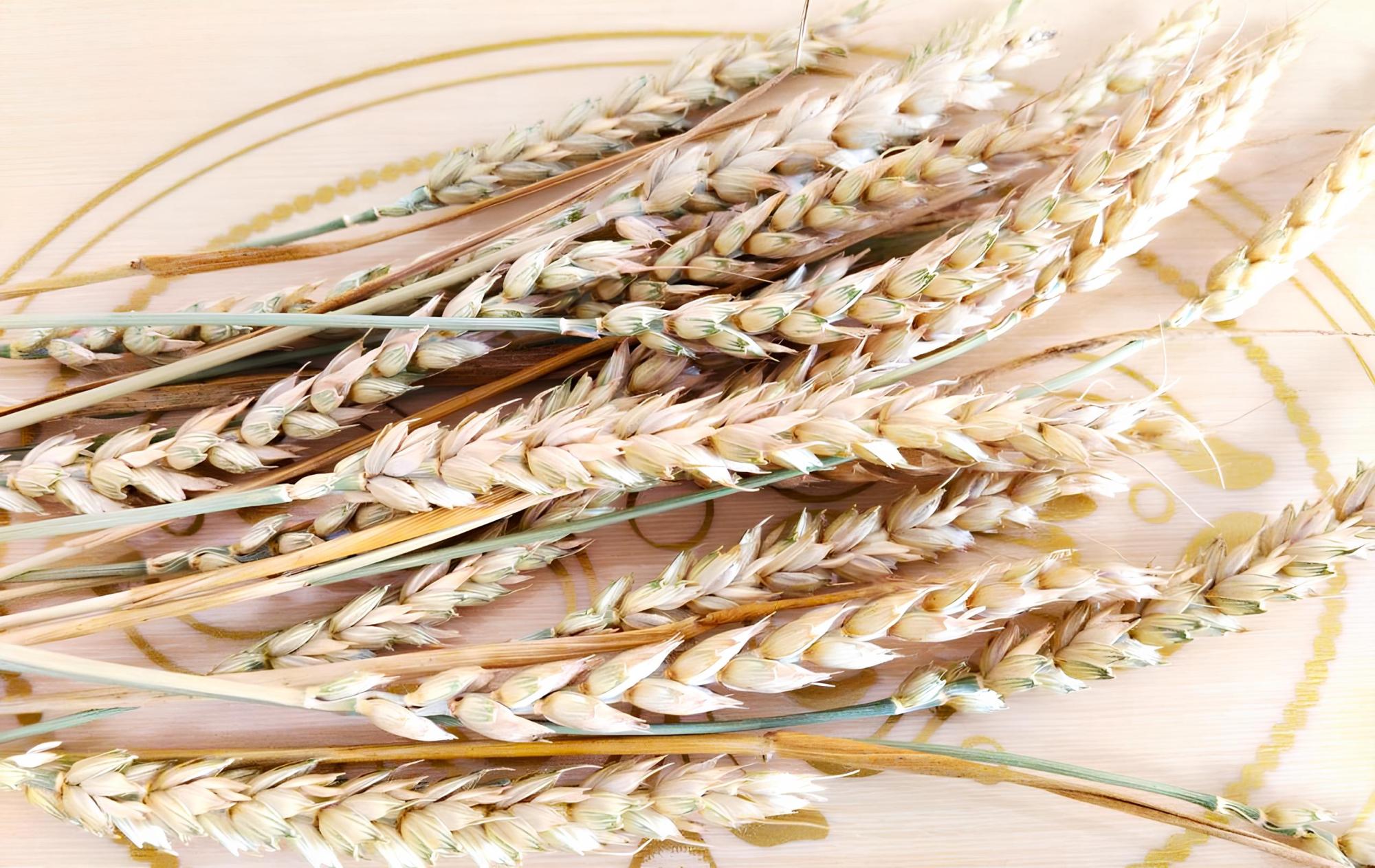 Провальный старт экспорта твердой пшеницы констатируют в Казахстане - изображение