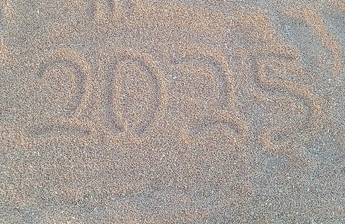 Казахстан экспортирует абсолютный рекорд зерна за всю историю – 12,15 млн тонн – прогноз ЗСК - изображение