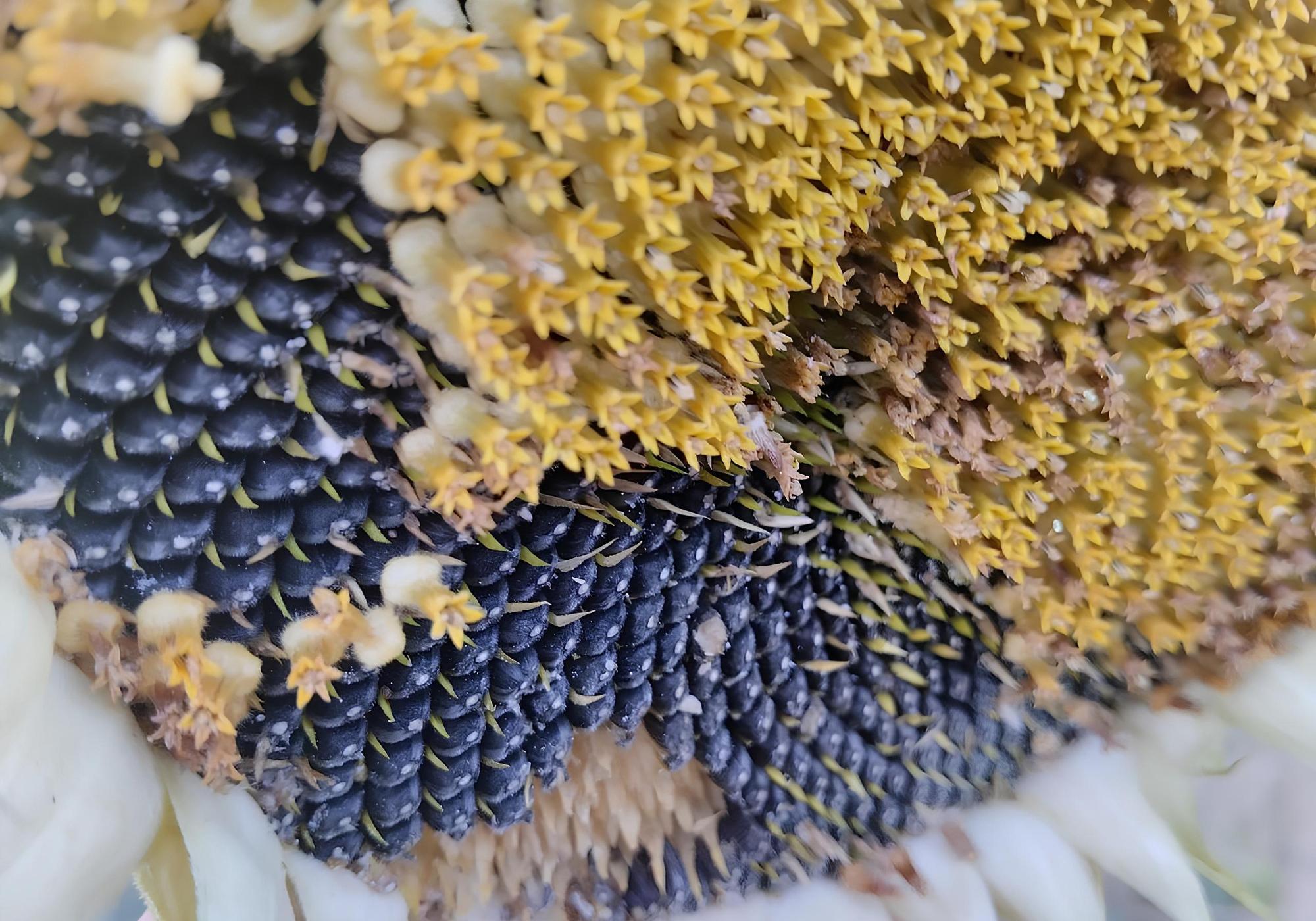 Казахстан впервые представит Дорожную карту по достижению экспорта масложировой продукции на $1 млрд - изображение