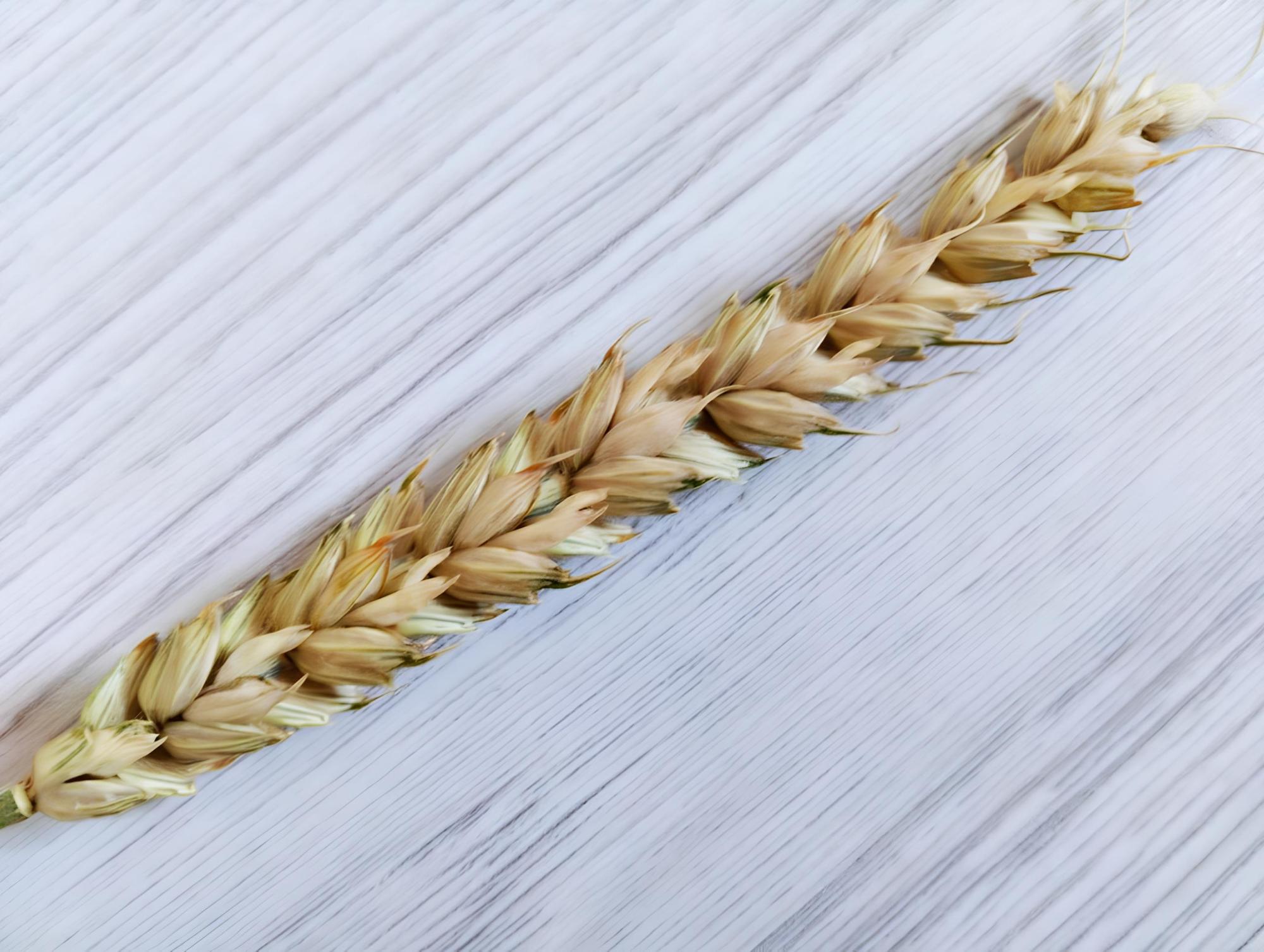 Изменить зерновую политику предложили в Казахстане - изображение