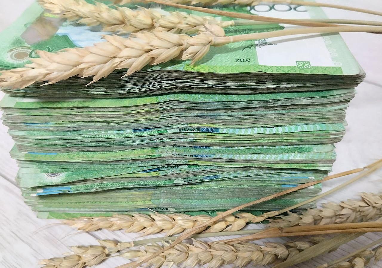 АКК начала прием заявок на страхование яровых культур от засухи на сезон-2026 - изображение