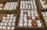 Государство поддержало птицеводов запретом на импорт яиц  - превью