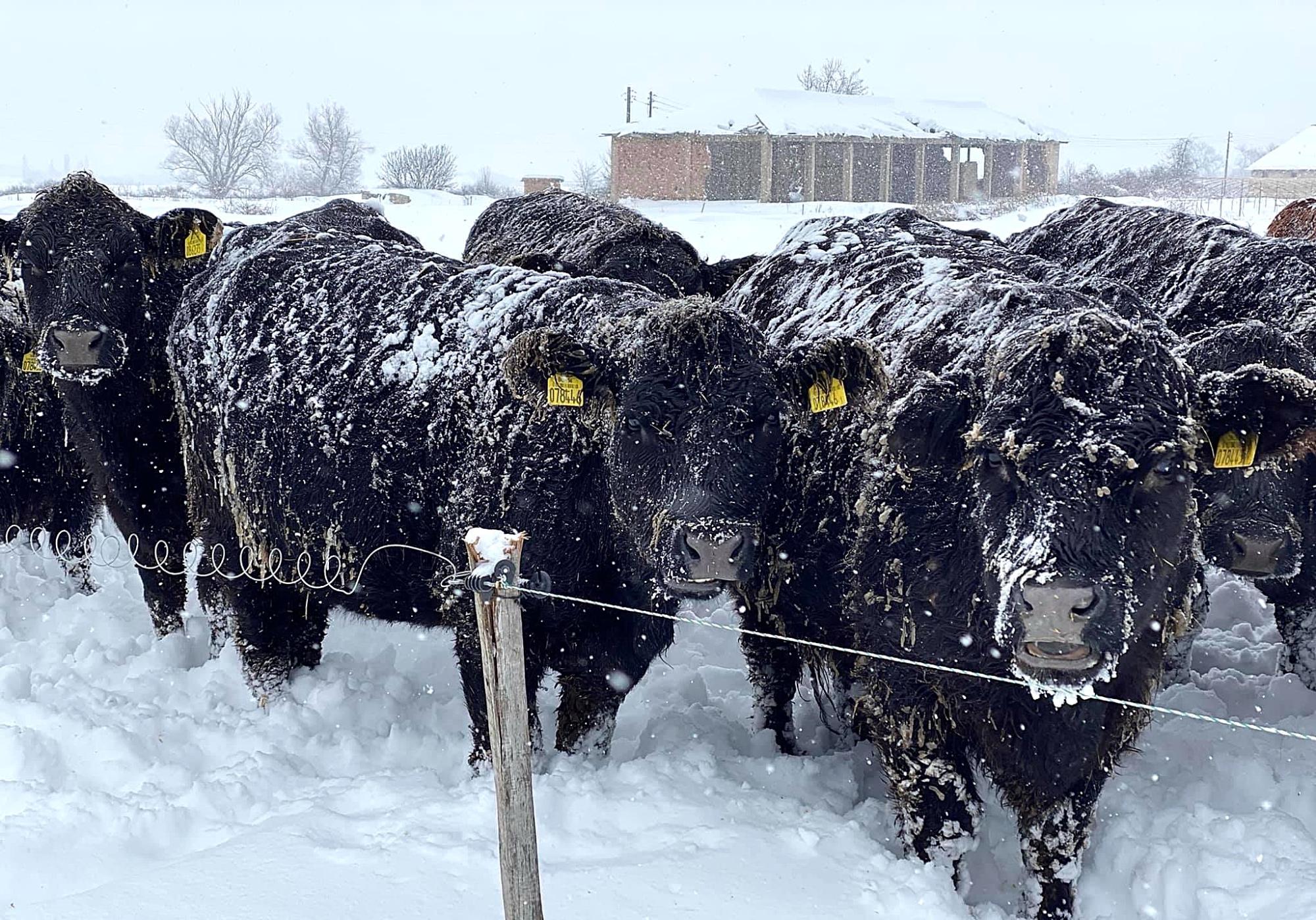 Казахстан долгие годы не может победить бруцеллёз, туберкулез и другие заболевания сельхозживотных - изображение