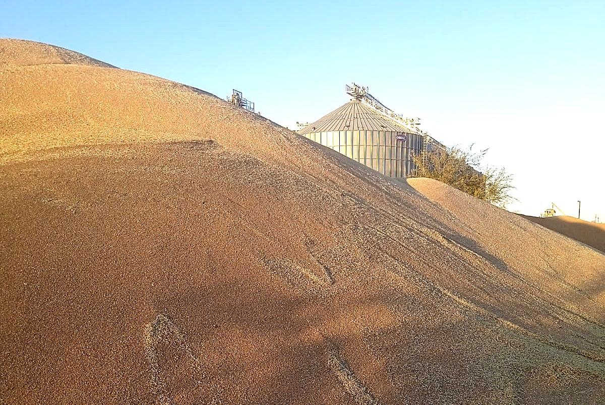 17,9 млн тонн пшеницы в закромах Казахстана - изображение