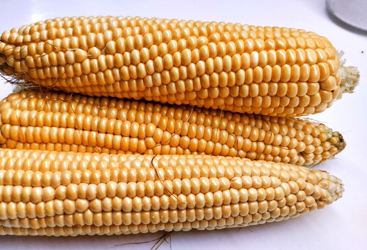 Крупный завод по обработке семян кукурузы построят в НИИ земледелия и растениеводства - изображение