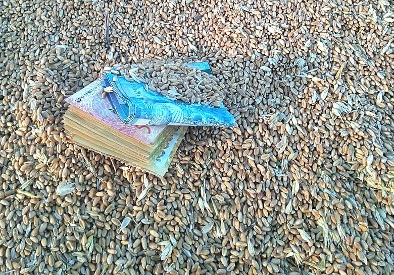 Зерно подорожало в Казахстане. Цены на 15 декабря - изображение
