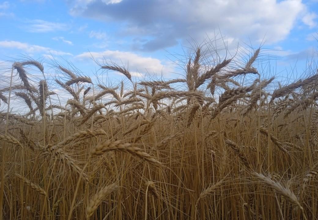 Китай намерен финансировать аграриев Казахстана на условиях форвардных контрактов - изображение