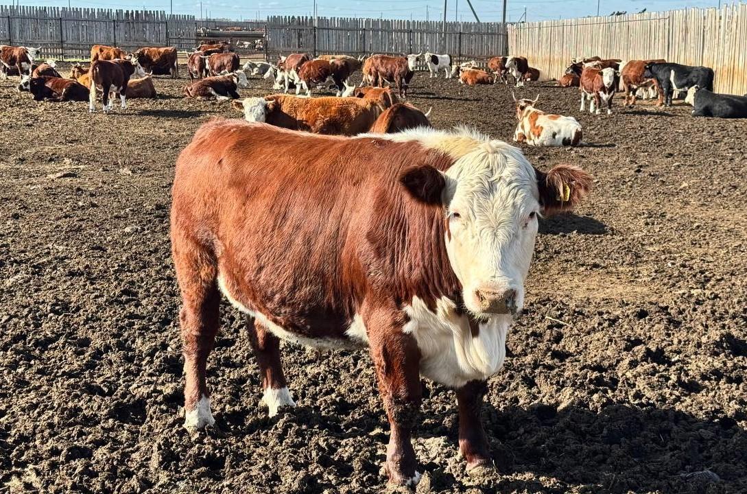 Мясной консорциум стоимостью 15,5 млрд тенге ввели на севере Казахстана - изображение