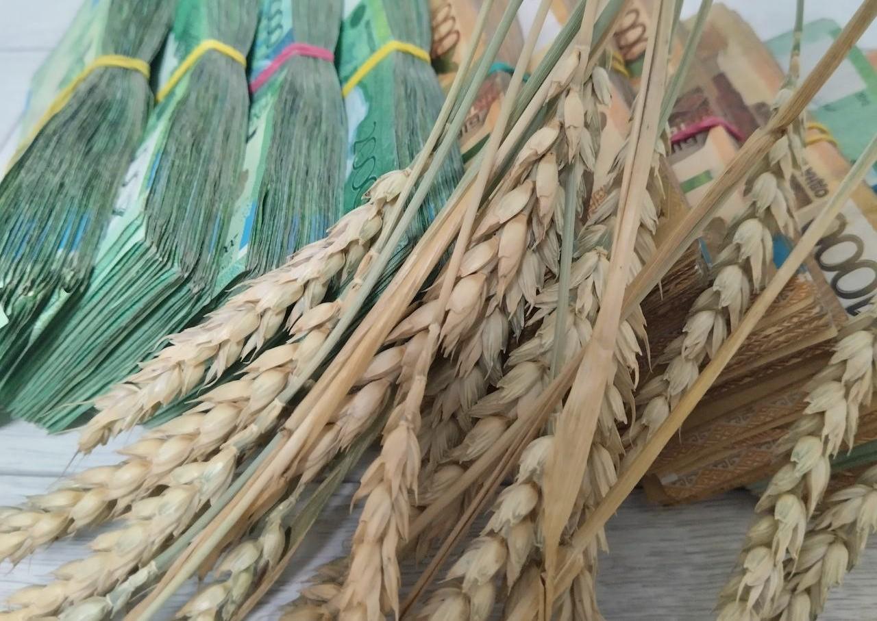 Цены на пшеницу на 40-50% выше, чем год назад  - изображение