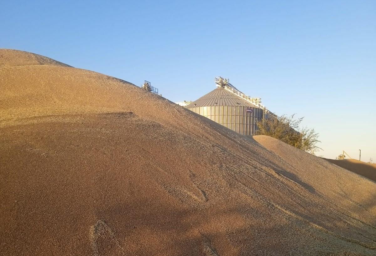 Приписками зерна уже давно никто не занимается - Минсельхоз - изображение