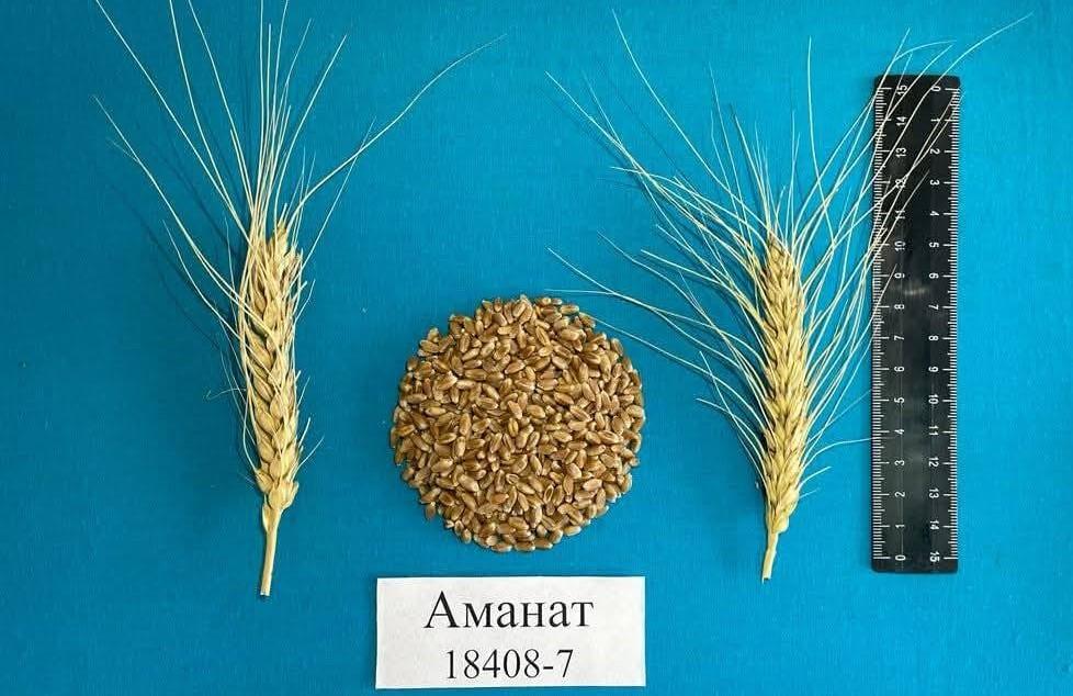 Новые сорта пшеницы вывели ученые Казахстана - изображение