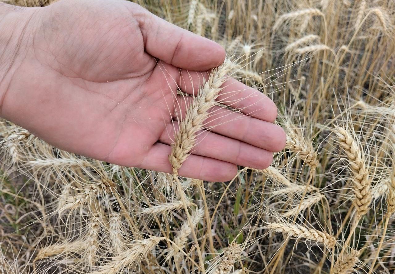 Стартовал прием заявок на раннее финансирование весенних полевых работ - изображение