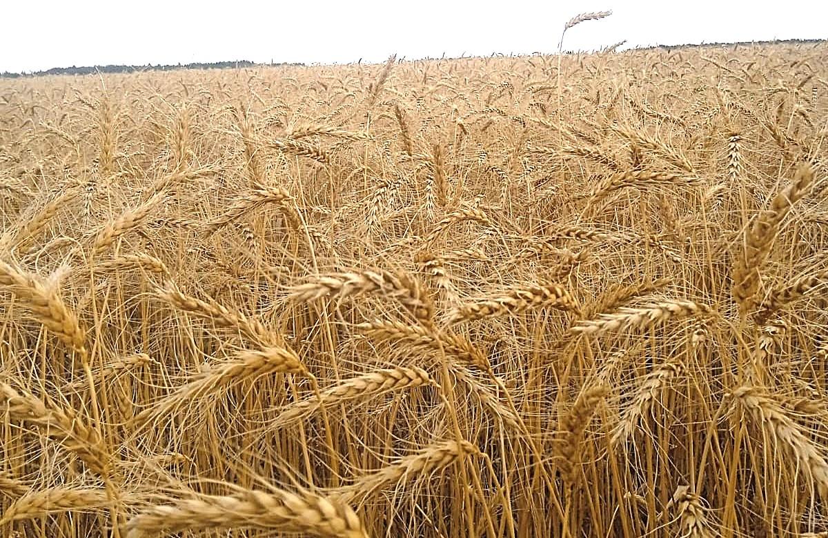 Цены на зерно скорректируются после новогодних праздников - прогноз - изображение