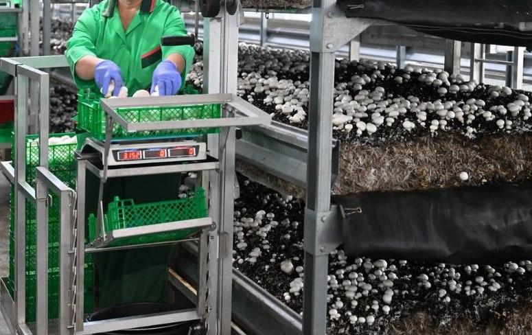 Крупнейшая в стране грибная ферма запущена в СКО. В перспективе-компостный завод - изображение