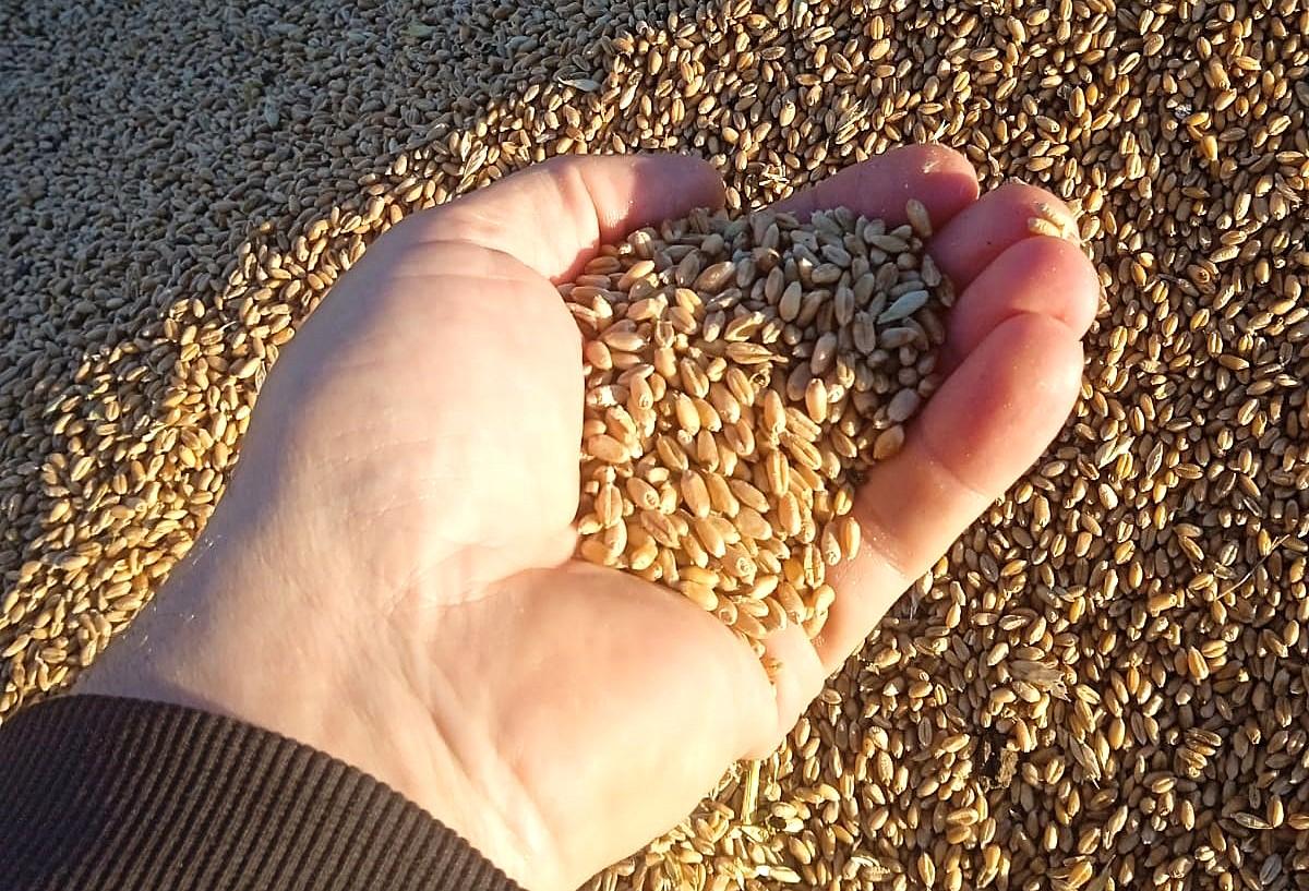 Зерно подросло в цене в Казахстане. 29 декабря - изображение